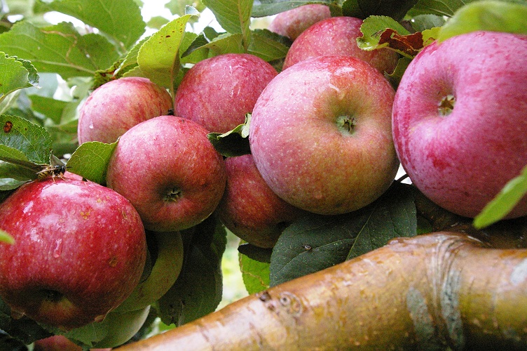 Robuste frugt og bær-sorter