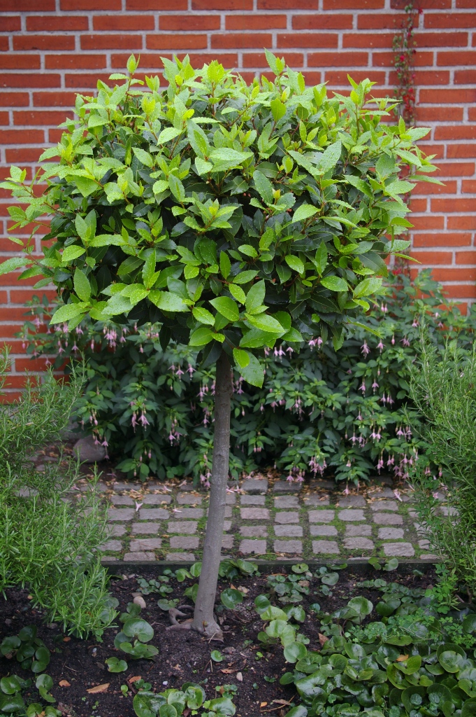 Laurbær 2